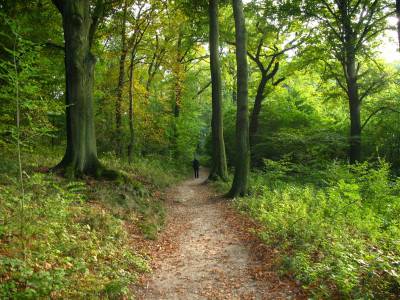 Klassenfahrtenfuchs - Klassenfahrt Eibenstock - Waldwege