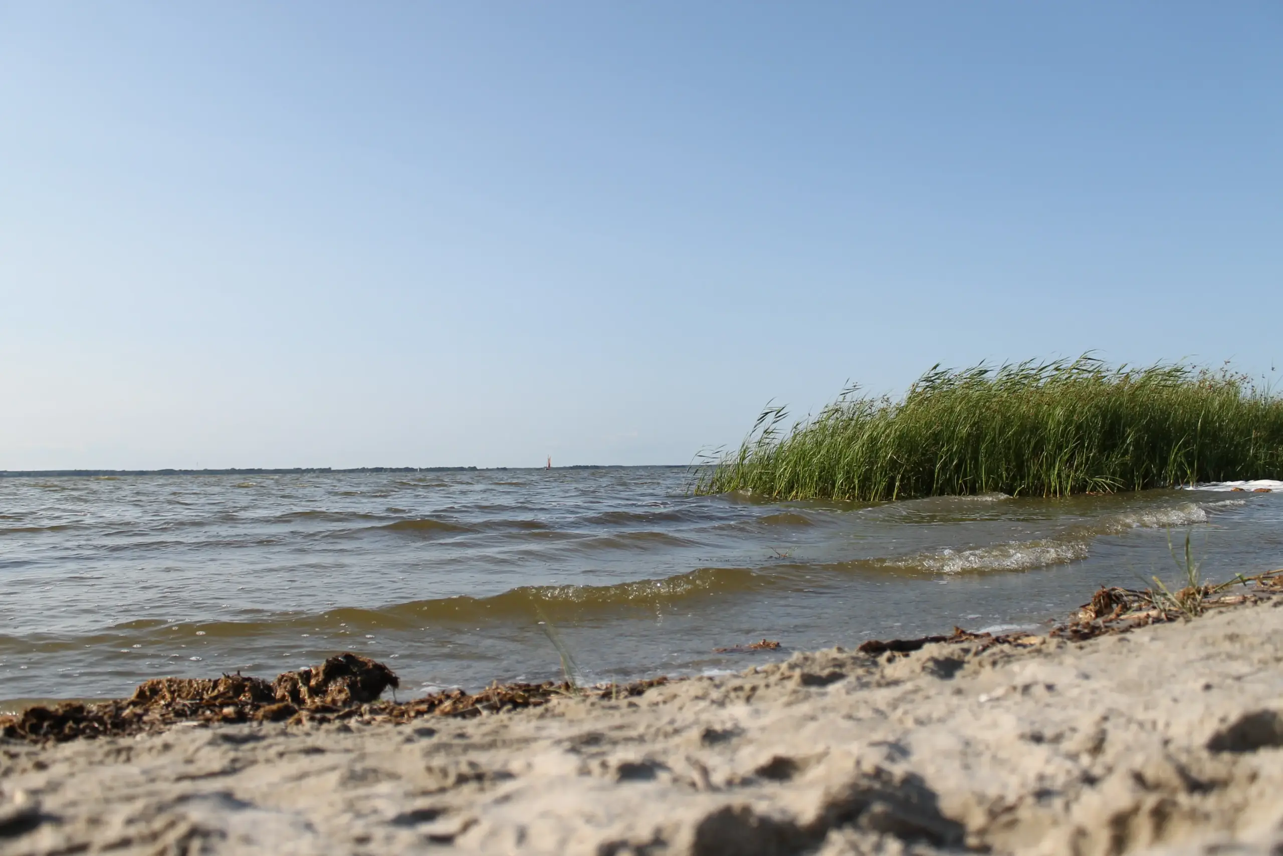 Klassenfahrt Darßer Boddenküste - Sandstrand mit Blick auf die Ostsee mit Schilf
