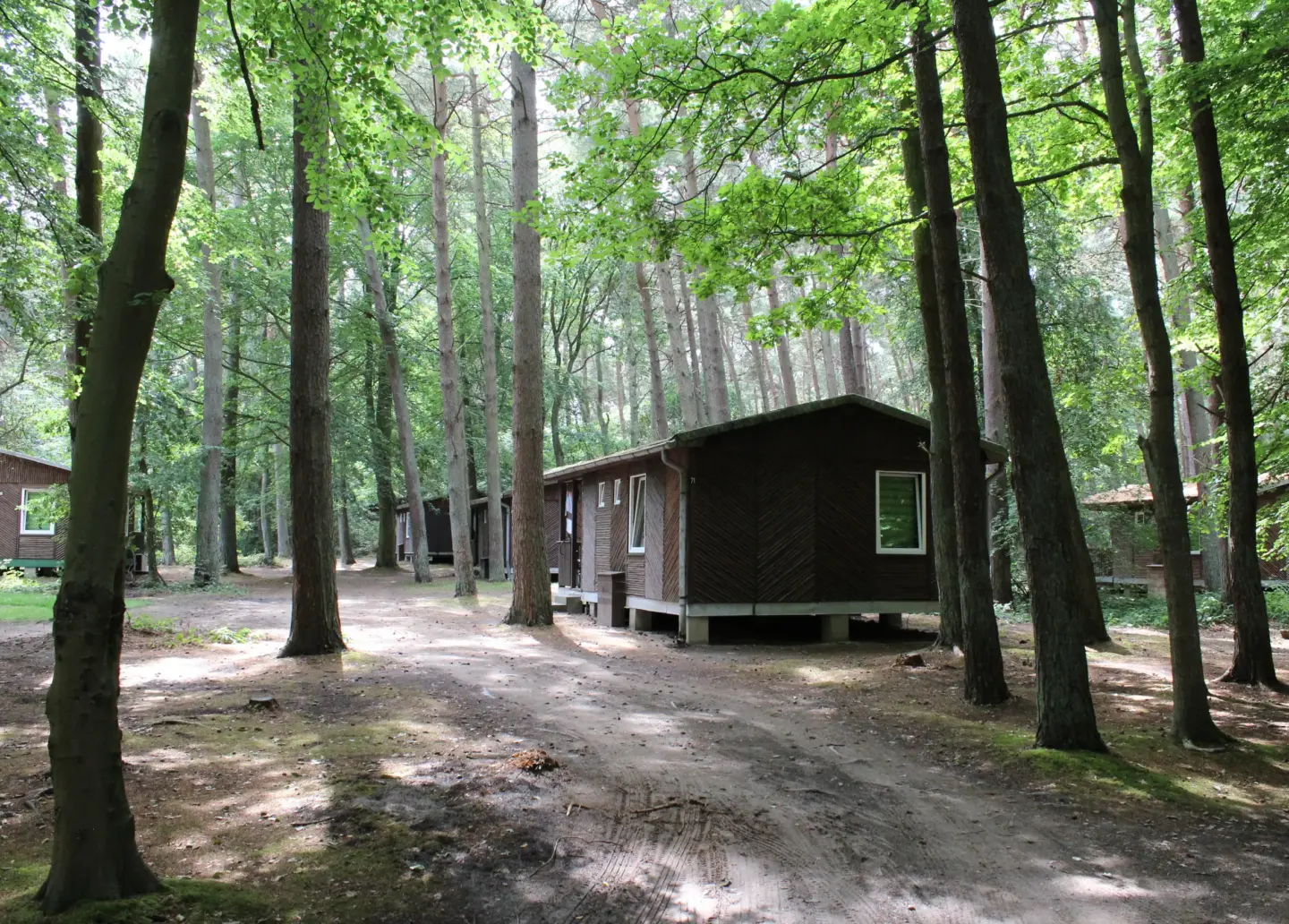 Klassenfahrt Dranske - Bungalows im Sonnenschein im Nadelwald