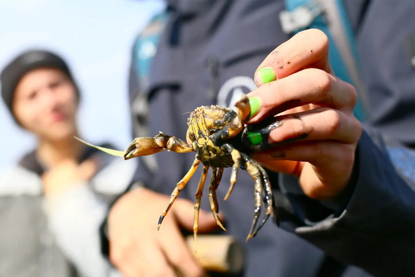 Klassenfahrt St-Peter-Ording - Ein Guide hält eine Krabbe in der Hand
